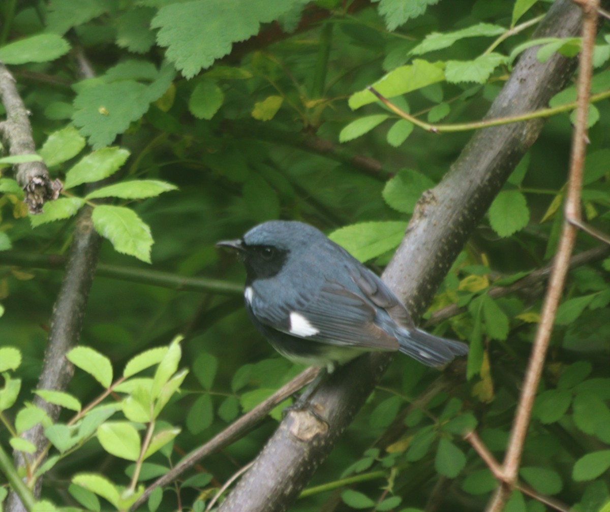 Black-throated Blue Warbler - ML335126701