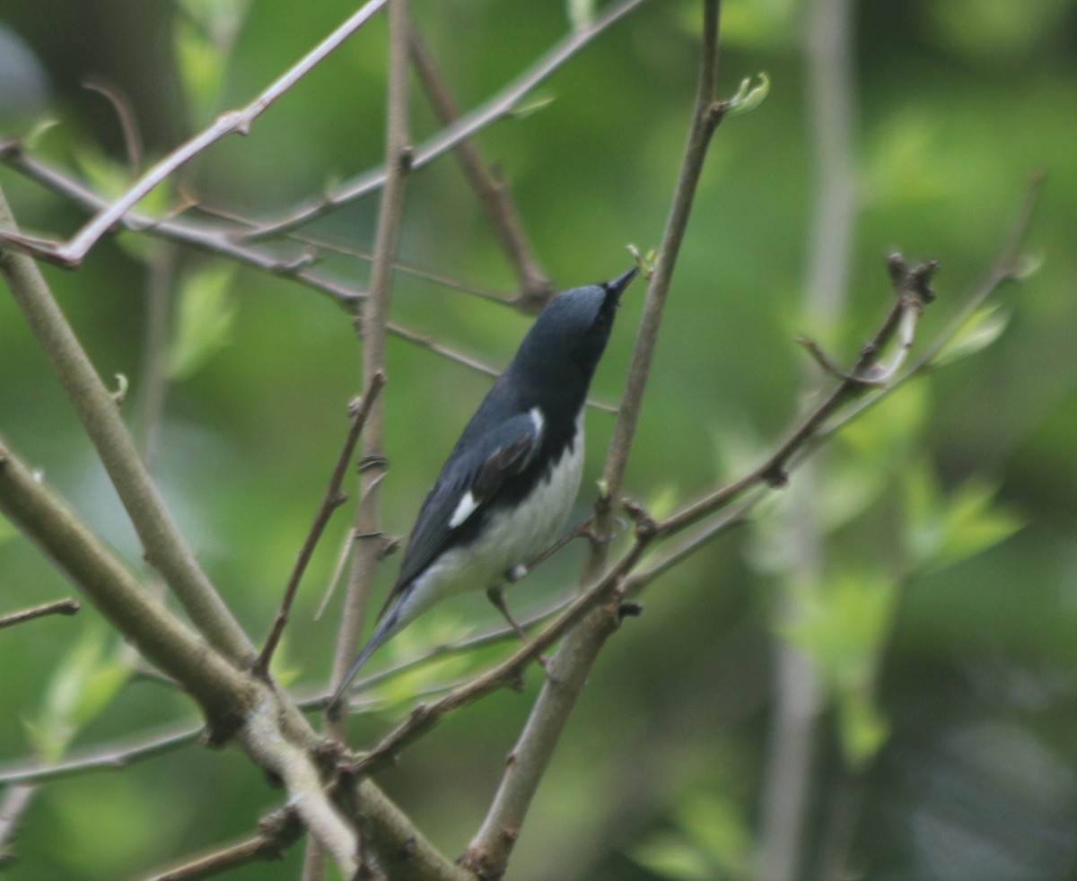 Black-throated Blue Warbler - ML335129251