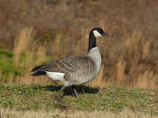 Cackling Goose, ML33513031