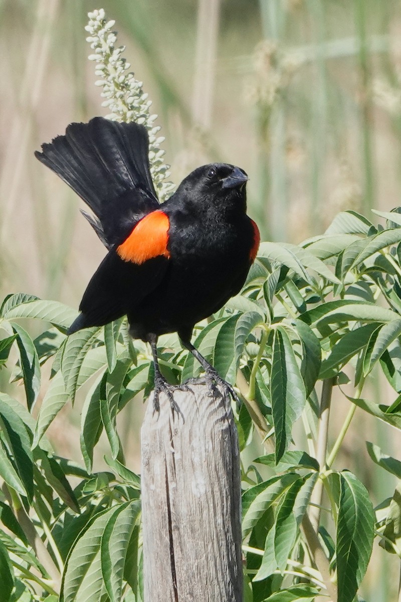 Red-winged Blackbird - ML335139061