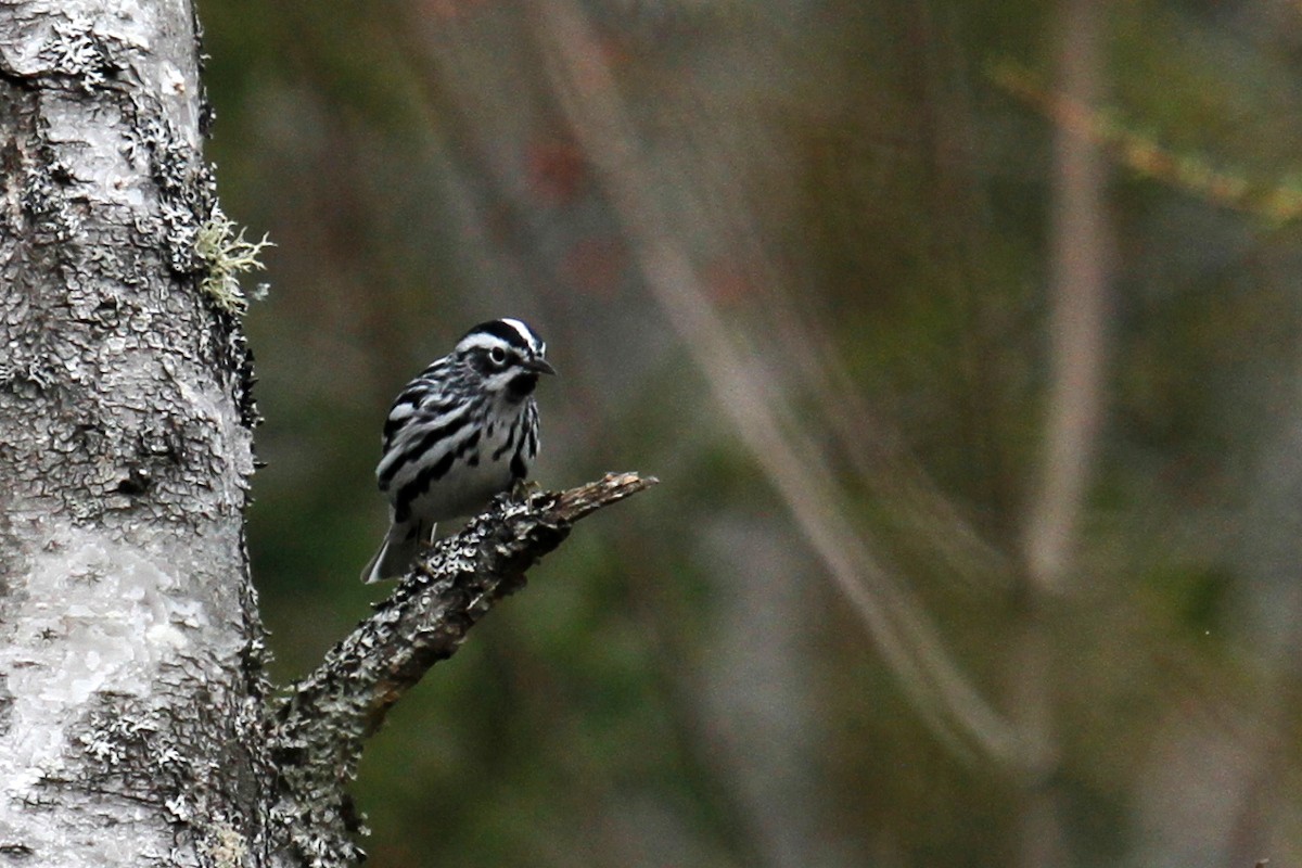 Black-and-white Warbler - ML335141281