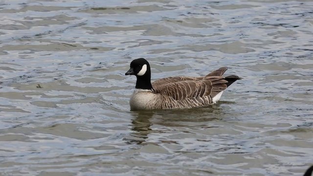 Cackling Goose (Aleutian) - ML335141621