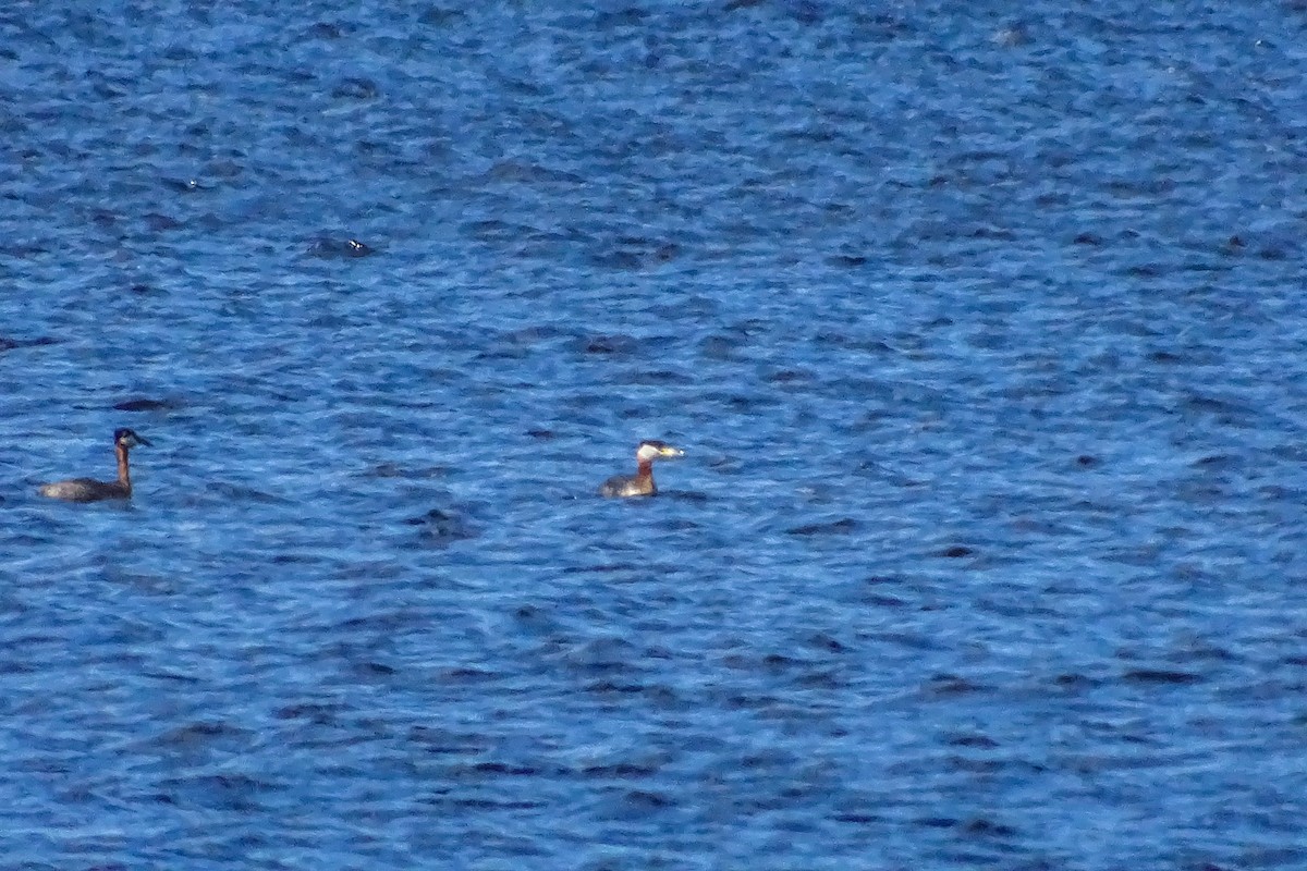 Red-necked Grebe - ML335142311