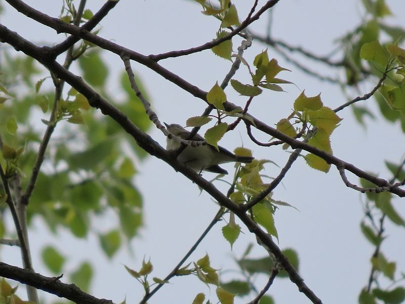 Warbling Vireo - Tracy The Birder