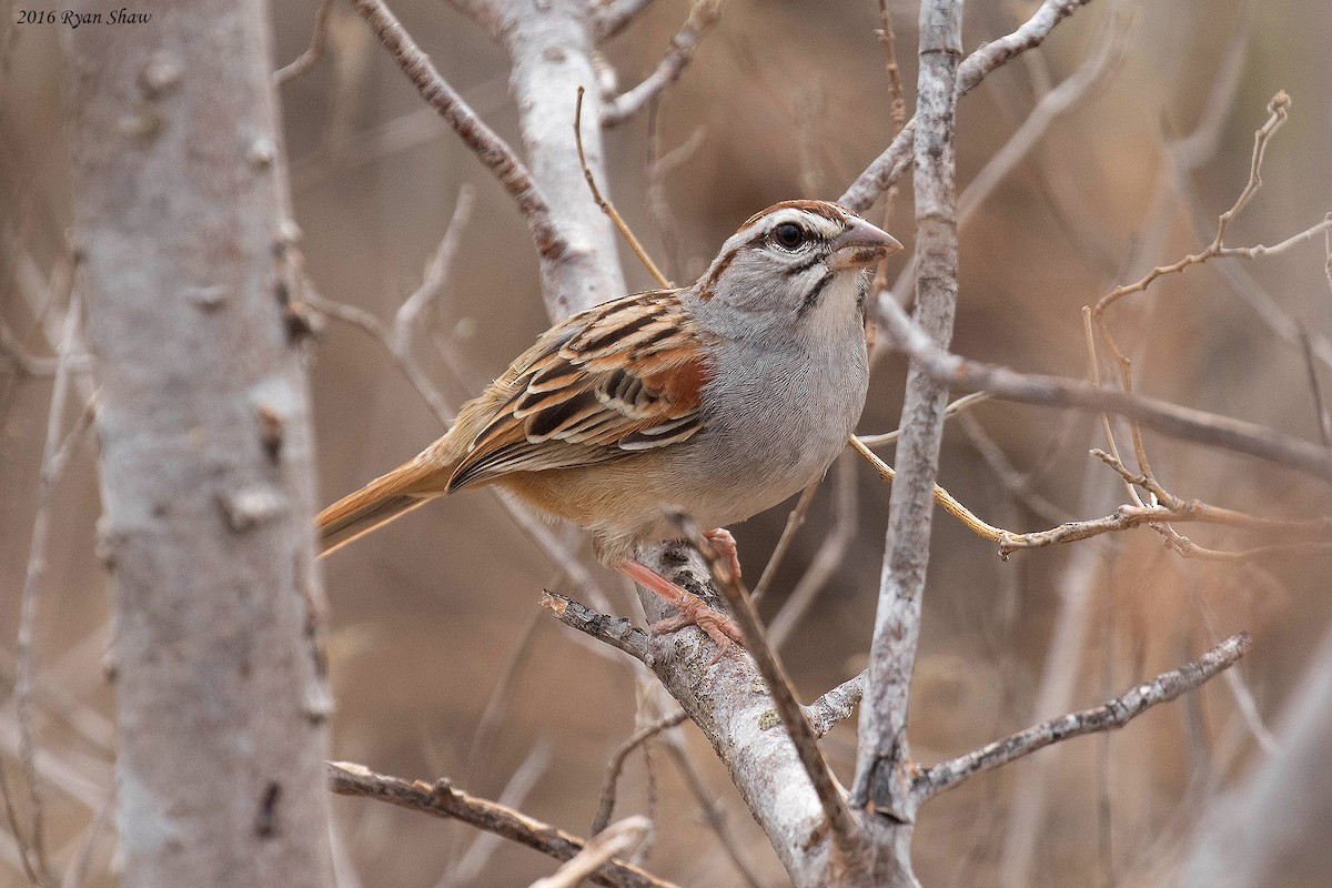 Cinnamon-tailed Sparrow - ML33515201