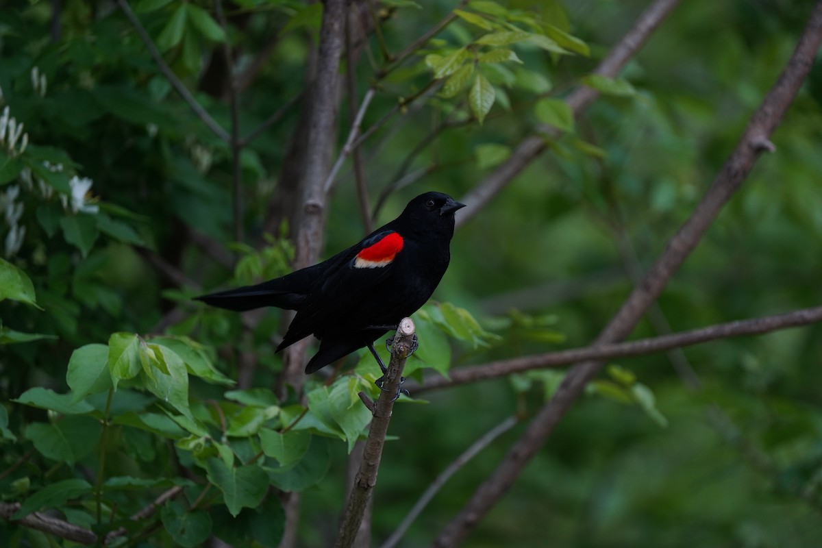 Red-winged Blackbird - Chandler  Roberts