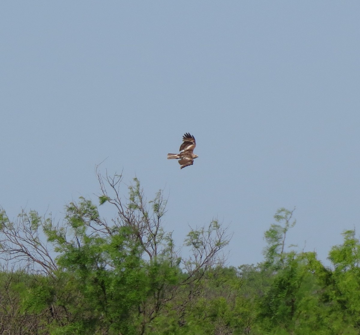 Red-tailed Hawk - ML335155851