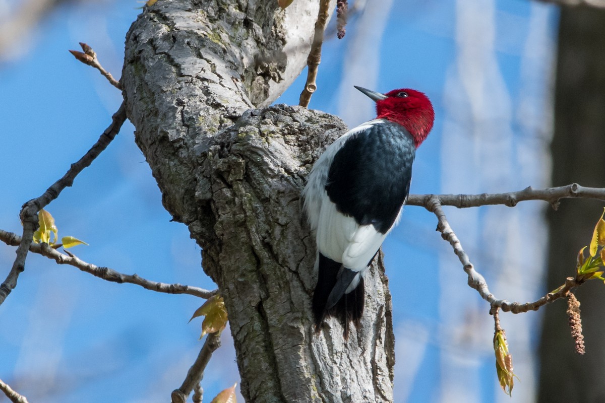 Red-headed Woodpecker - Brian McGee
