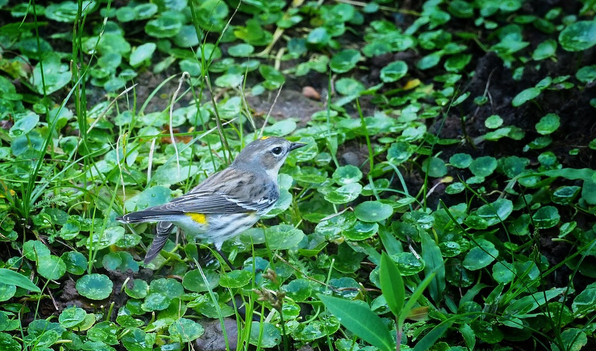 Yellow-rumped Warbler (Myrtle) - Serge Arias