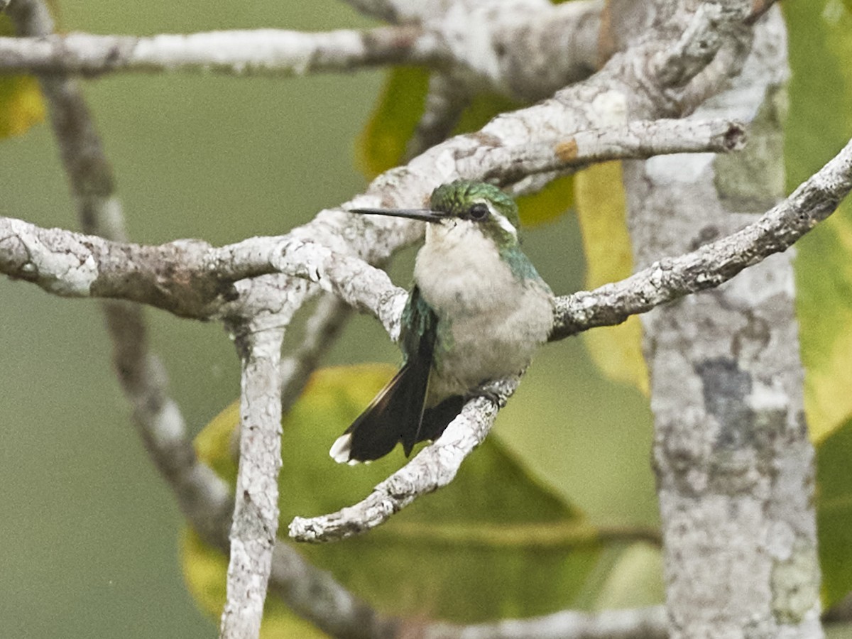kolibřík chiribiquetský - ML335166901