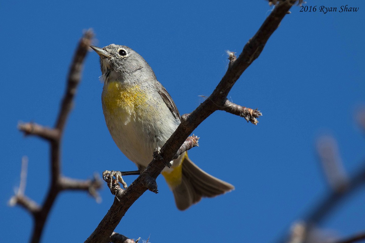 ML33516831 - Virginia's Warbler - Macaulay Library