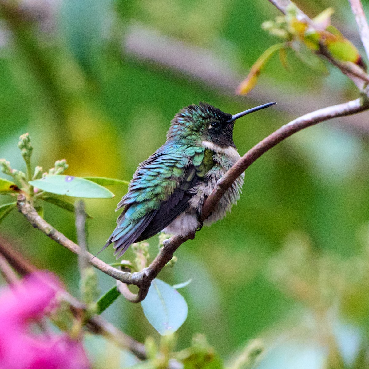 Ruby-throated Hummingbird - Brennan Moore