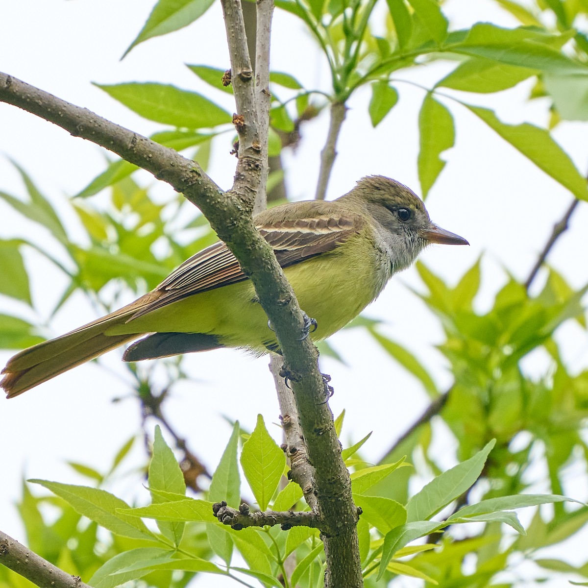 Great Crested Flycatcher - Brennan Moore