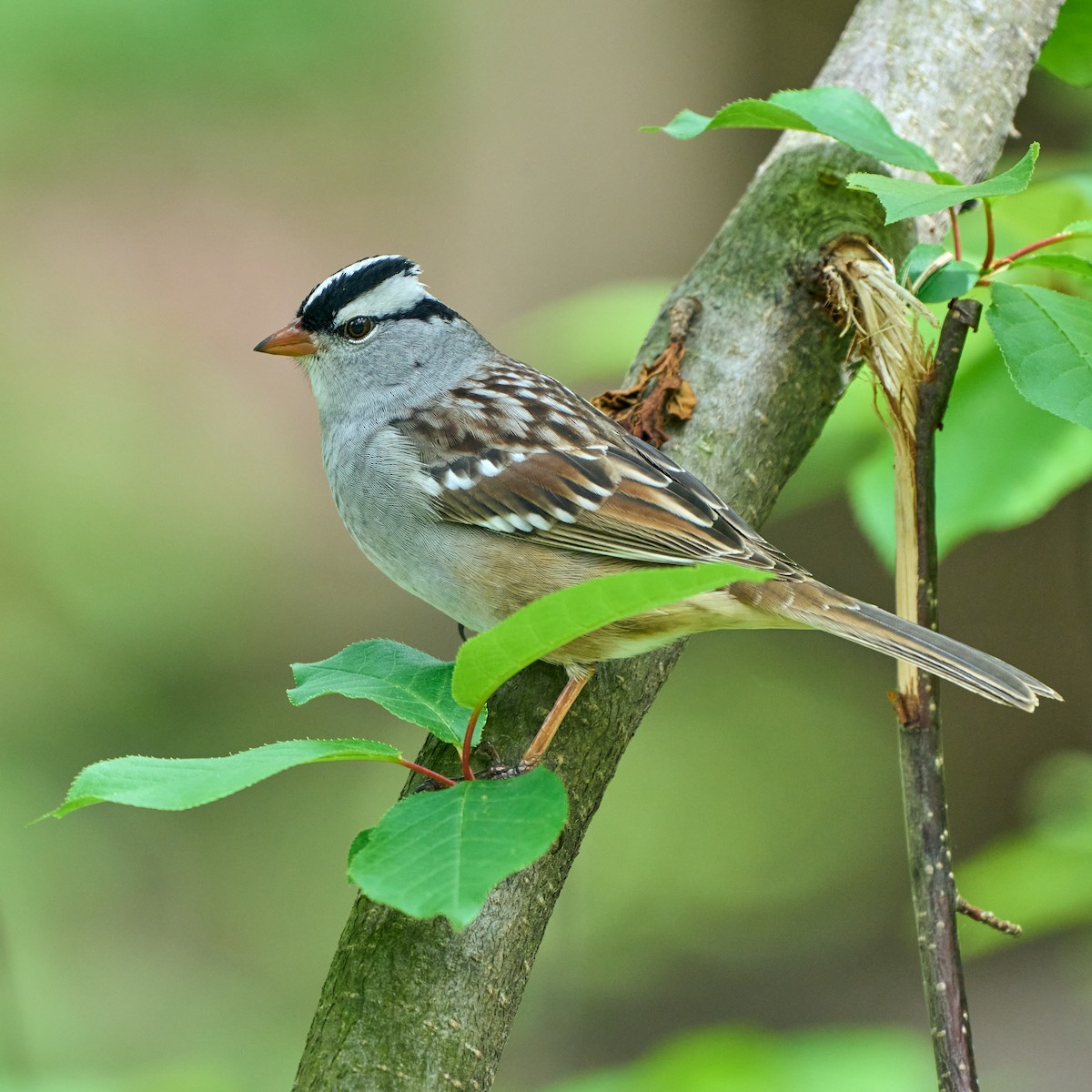 White-crowned Sparrow - Brennan Moore