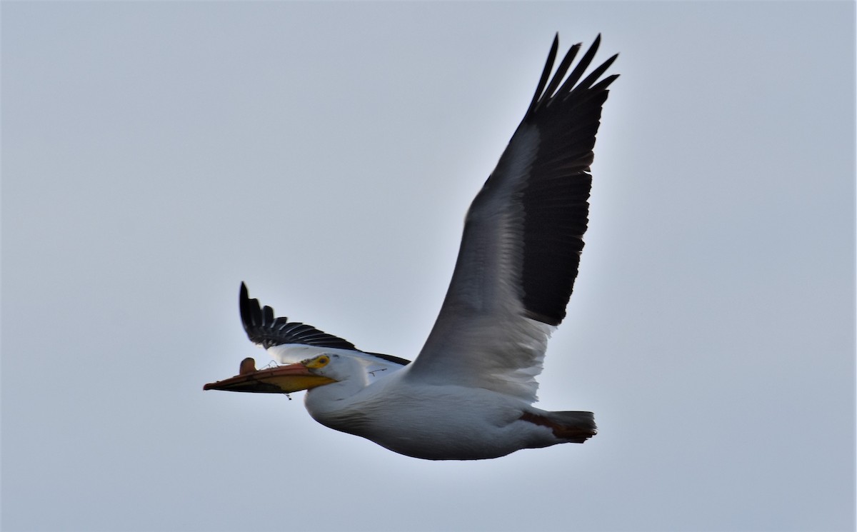 American White Pelican - Ken Milender