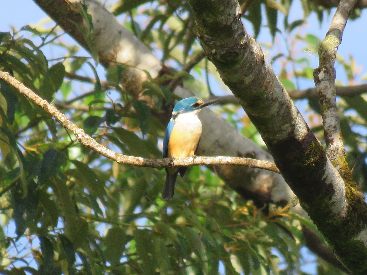 Flat-billed Kingfisher - Samoa Conservation Society Team