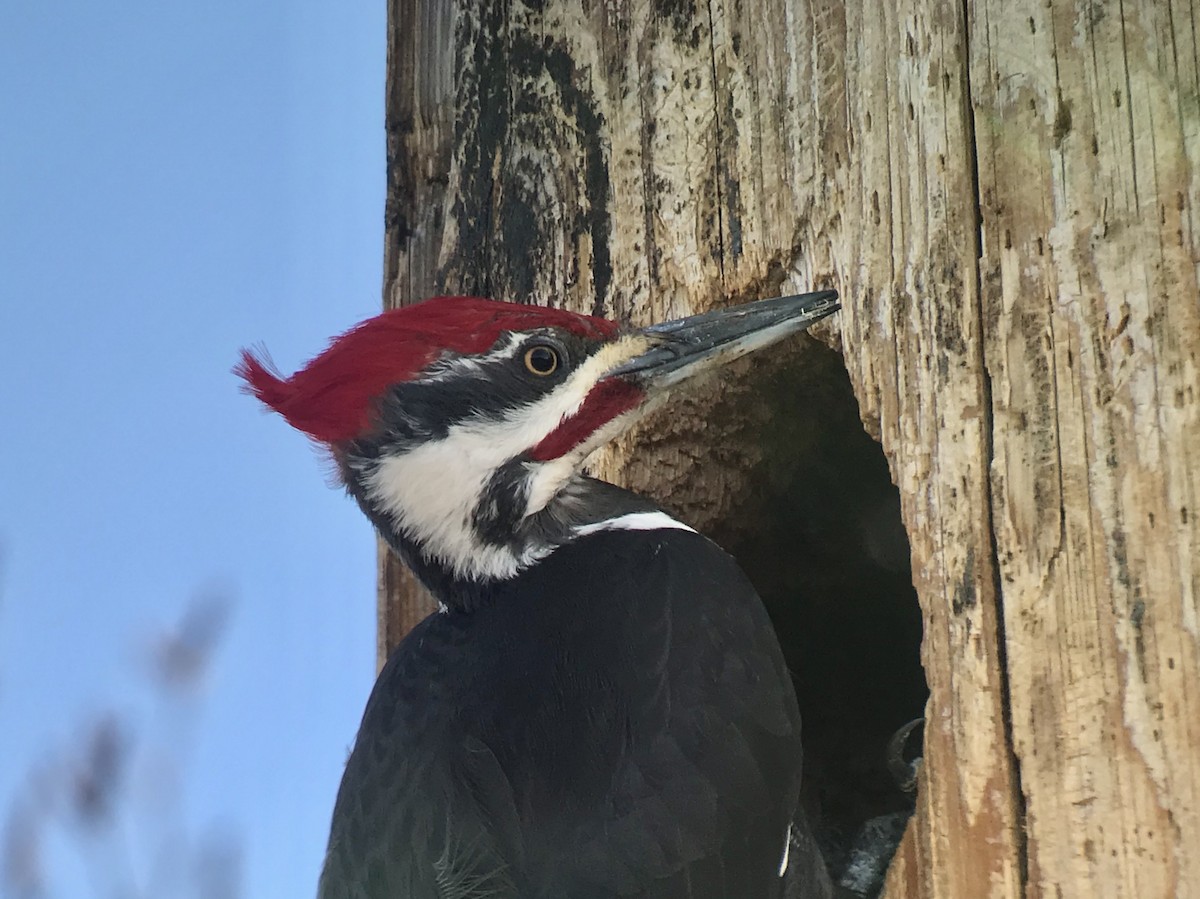 Pileated Woodpecker - Reid Hildebrandt