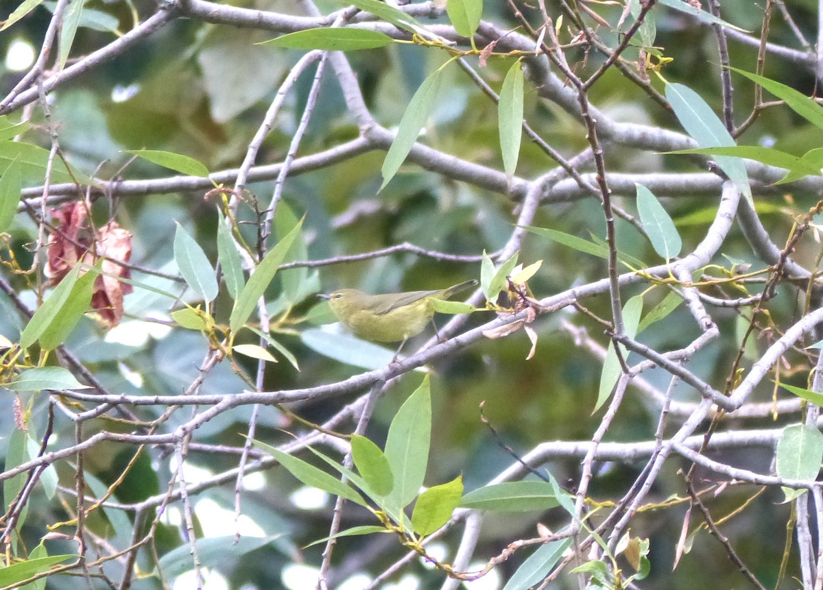 Orange-crowned Warbler - Aziza Cooper