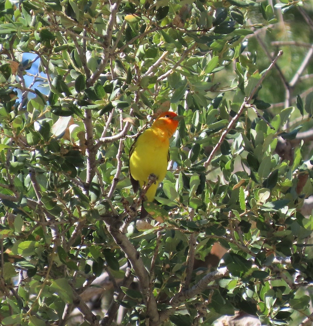 Western Tanager - ML335181331