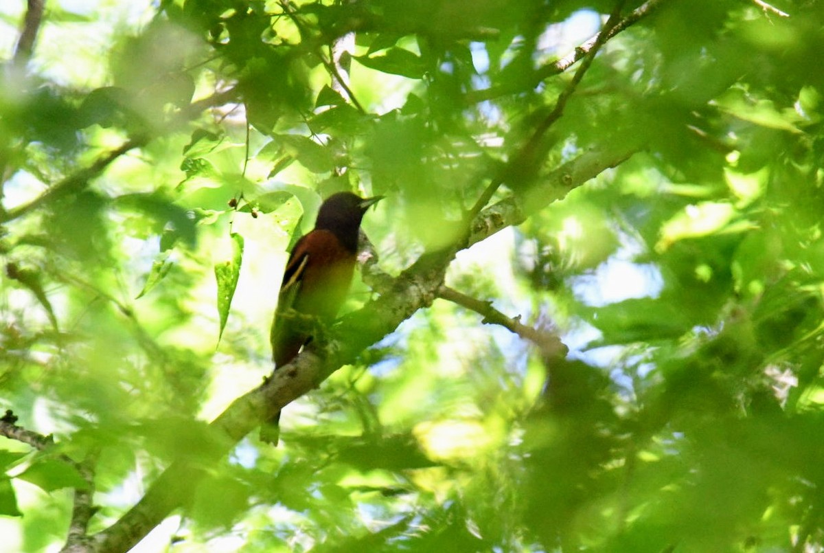 Orchard Oriole - ML335186671