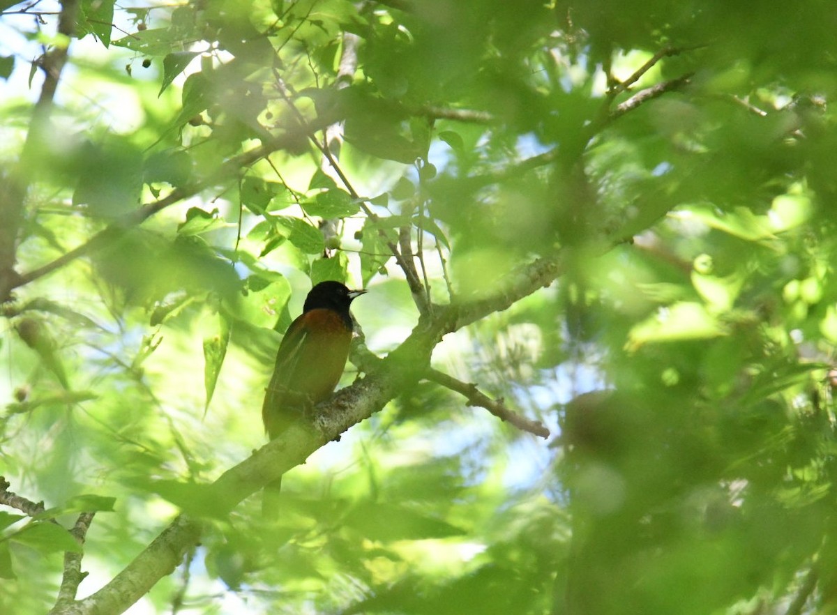 Orchard Oriole - ML335186771