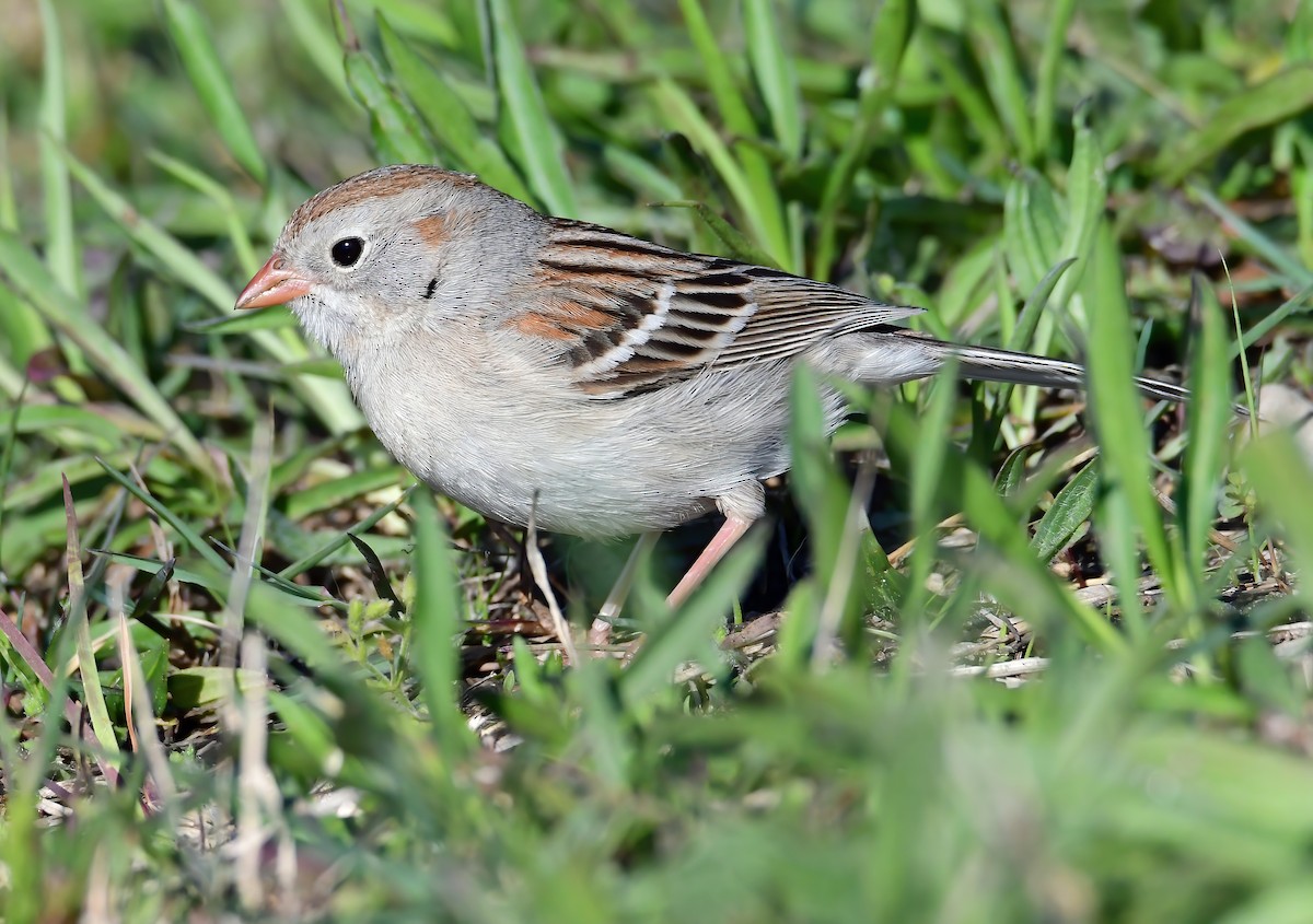 Field Sparrow - ML335187591