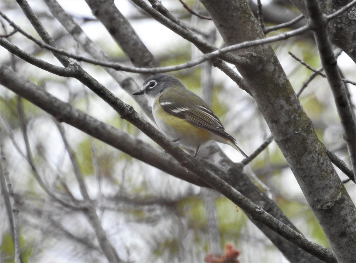 Blue-headed Vireo - Andy McGivern