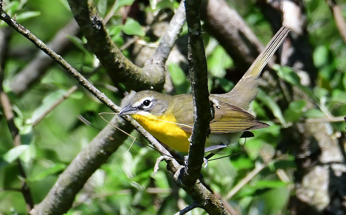 Yellow-breasted Chat - ML335187781