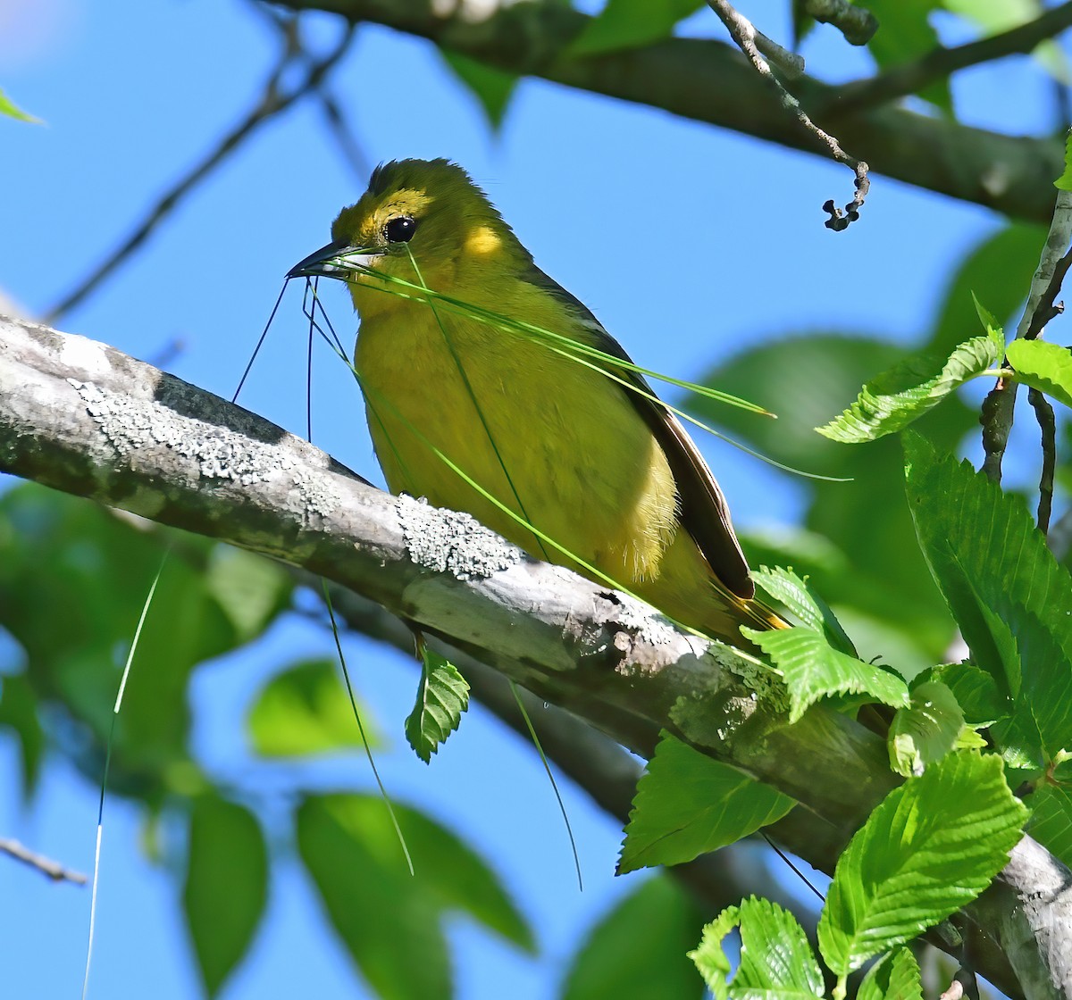 Orchard Oriole - ML335188281