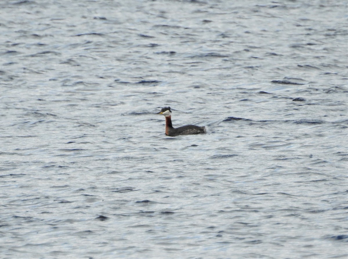 Red-necked Grebe - ML335189421