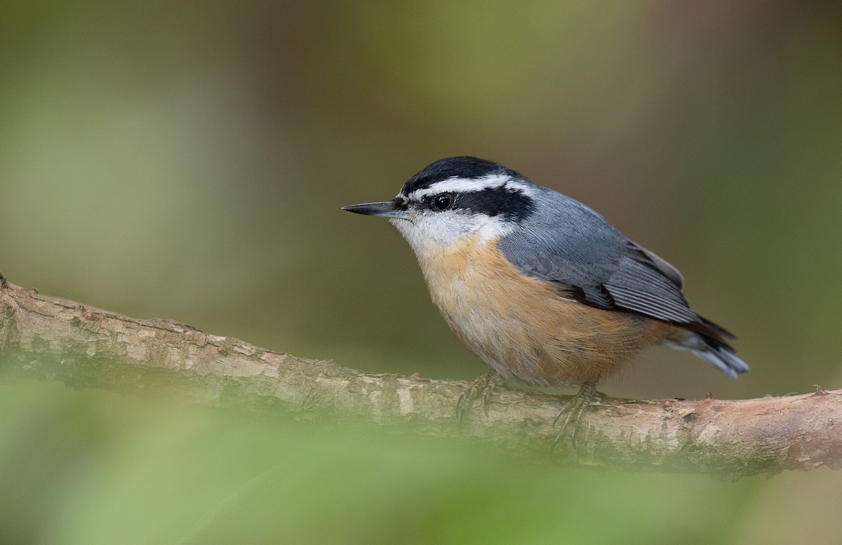 Red-breasted Nuthatch - ML335193041