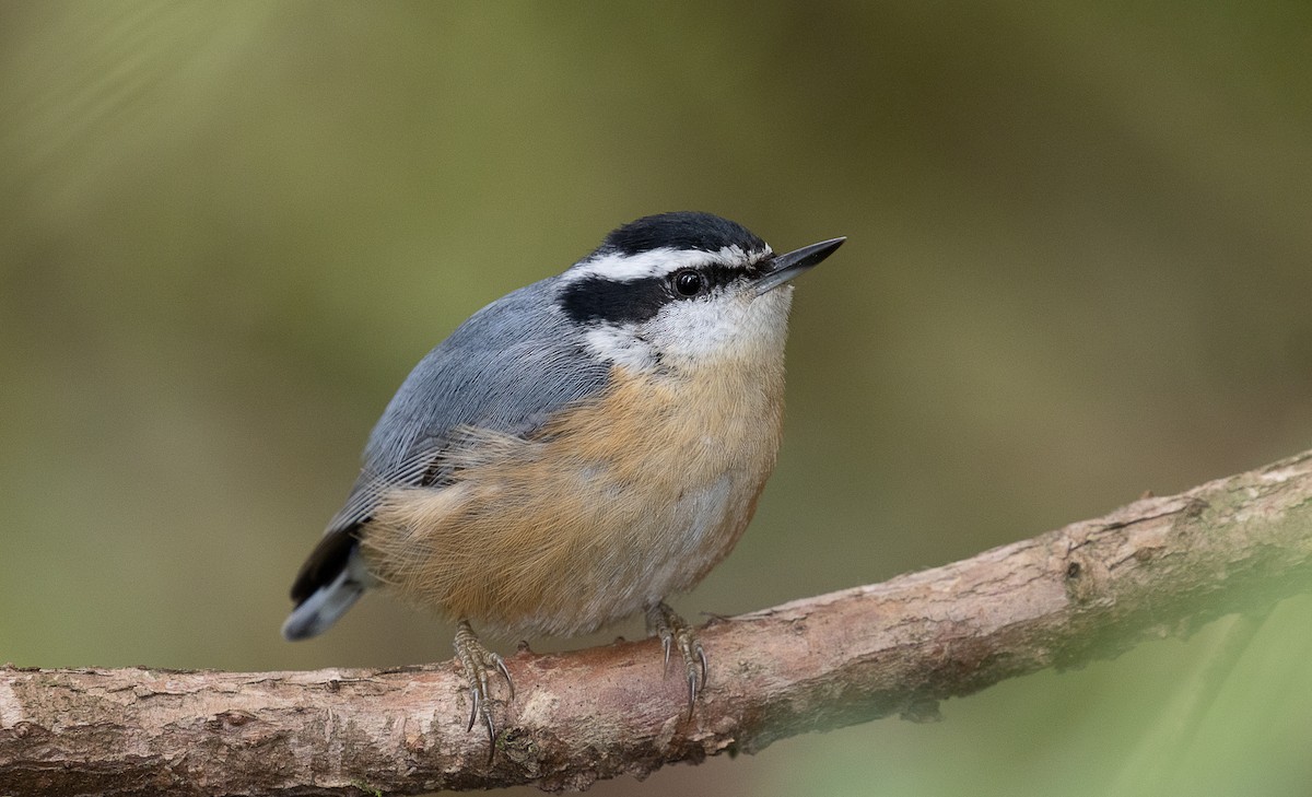 Red-breasted Nuthatch - ML335193101