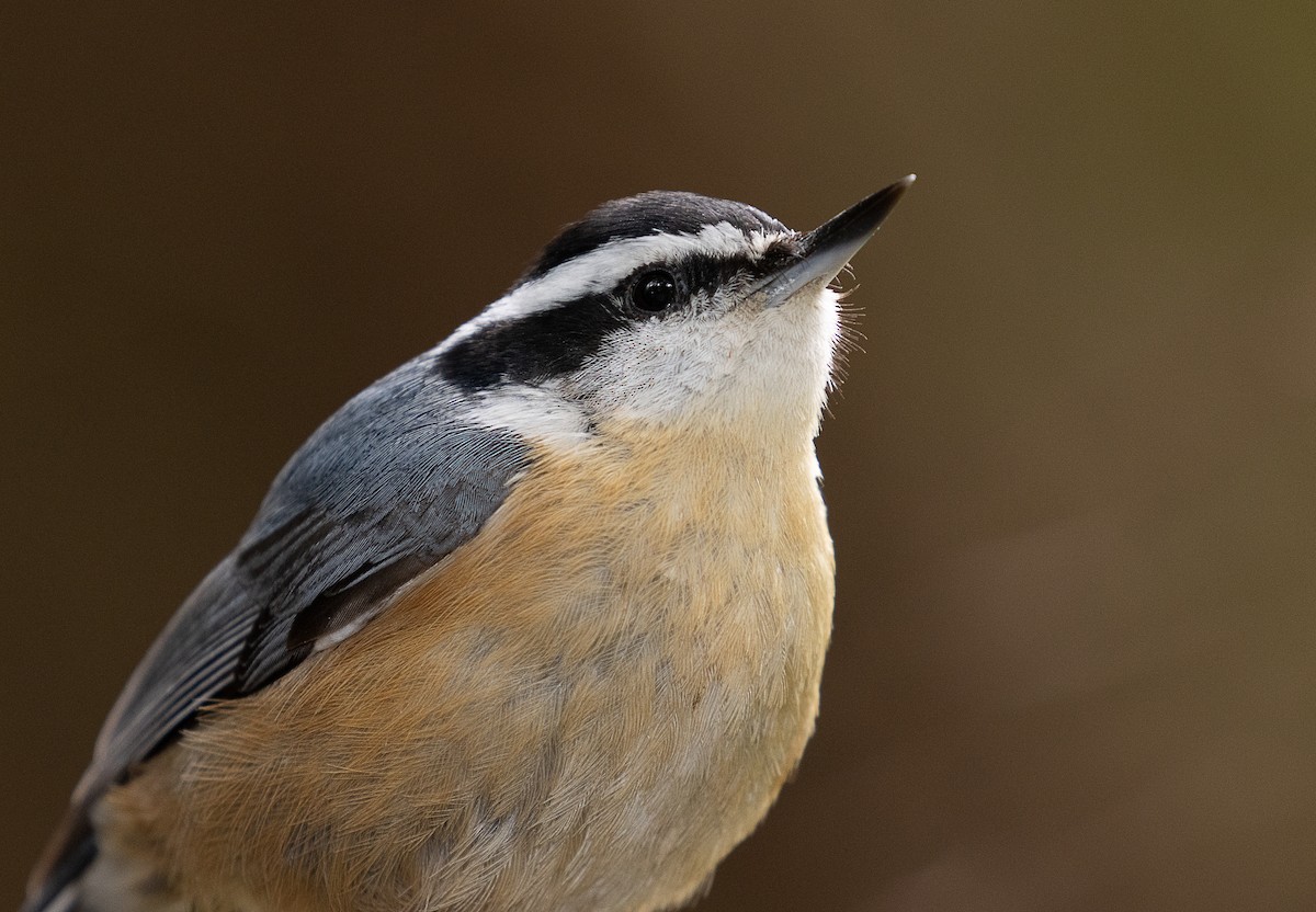 Red-breasted Nuthatch - ML335193141