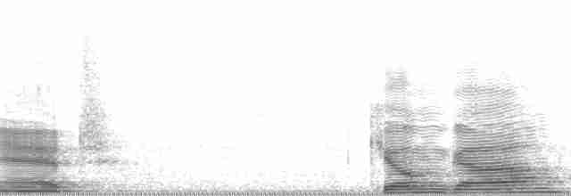 Gaviota Cejiblanca - ML3352