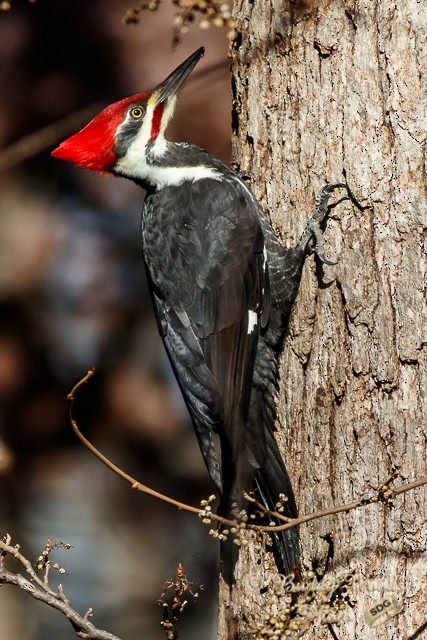 Pileated Woodpecker - Buddy Woods