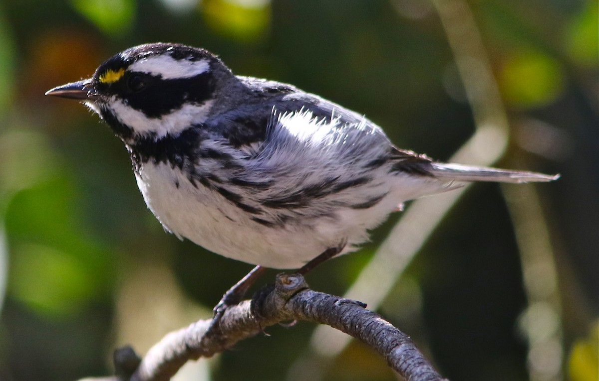 Black-throated Gray Warbler - Don Roberson