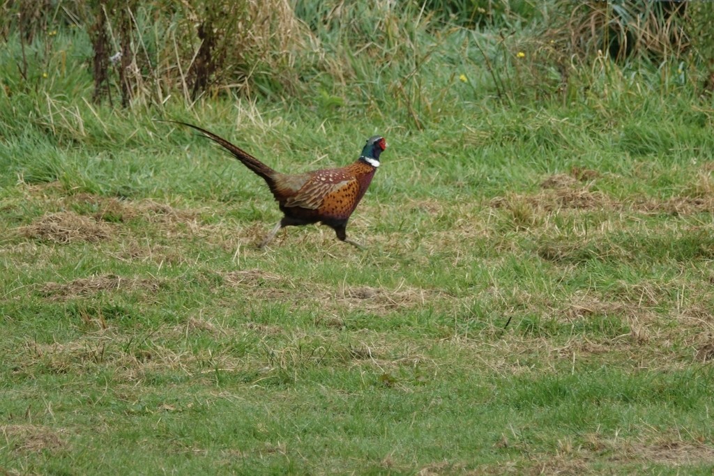 Ring-necked Pheasant - Raewyn Empson