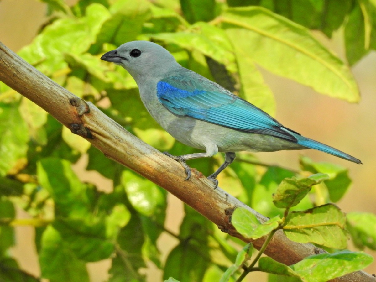 Blue-gray Tanager - ML335208681