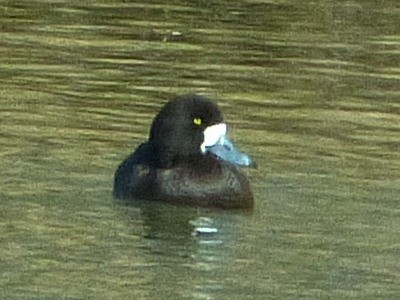 Greater Scaup - ML33520921