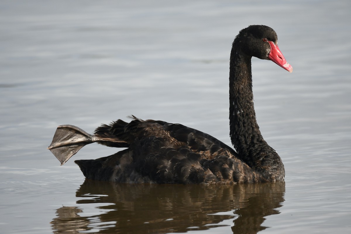 Black Swan - ML335210551