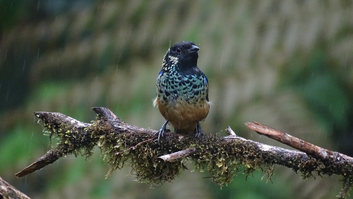 Spangle-cheeked Tanager - ML335210661