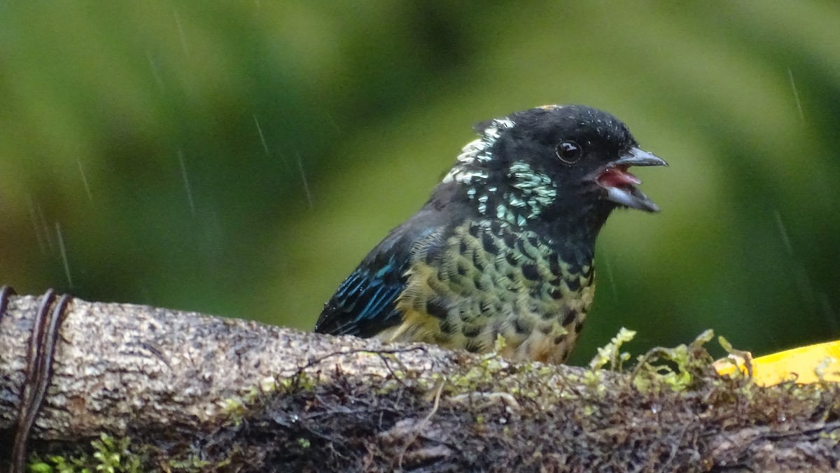 Spangle-cheeked Tanager - ML335210671