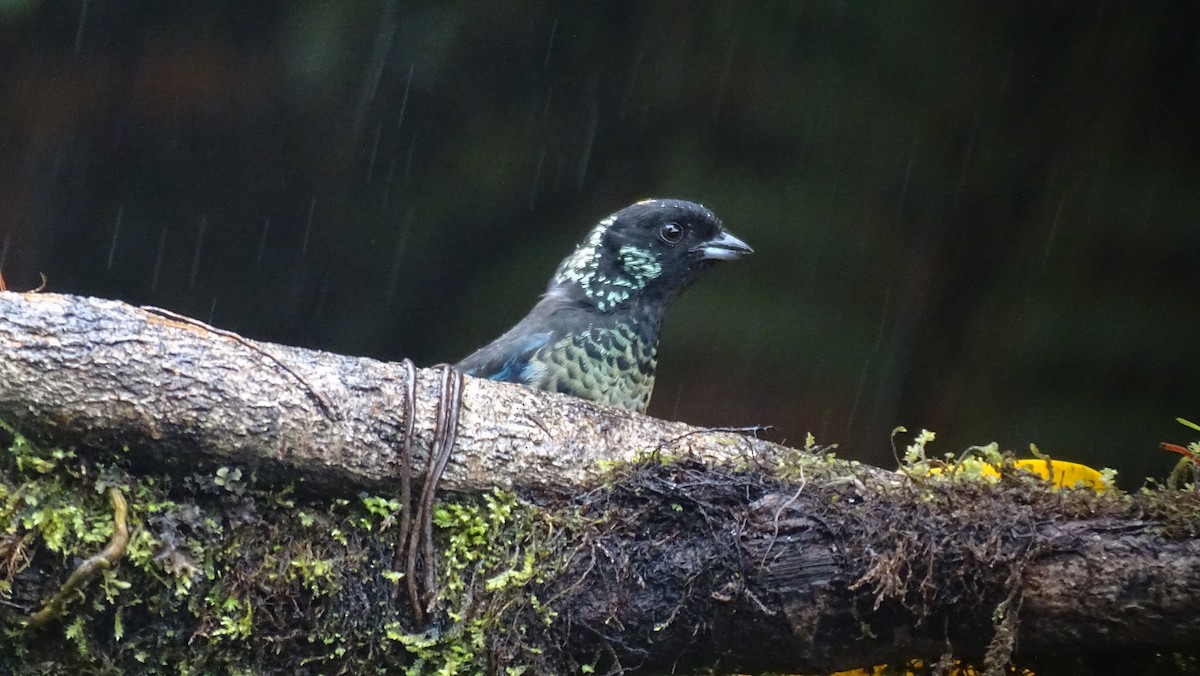 Spangle-cheeked Tanager - ML335210691