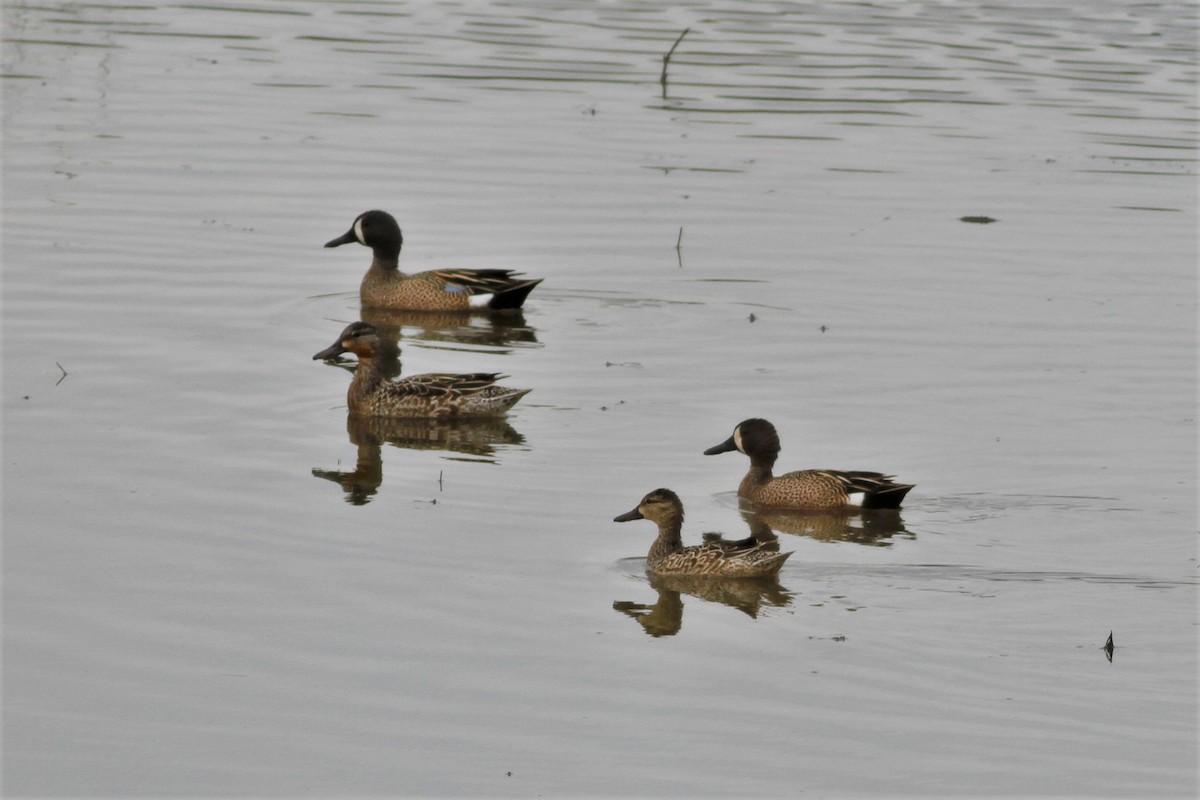 Blue-winged Teal - ML335214691