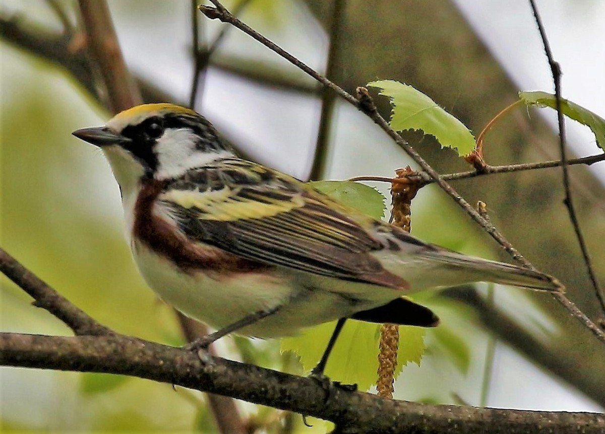 Chestnut-sided Warbler - Theresa Gessing