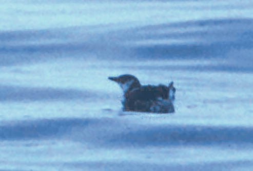 Marbled Murrelet - Don Roberson