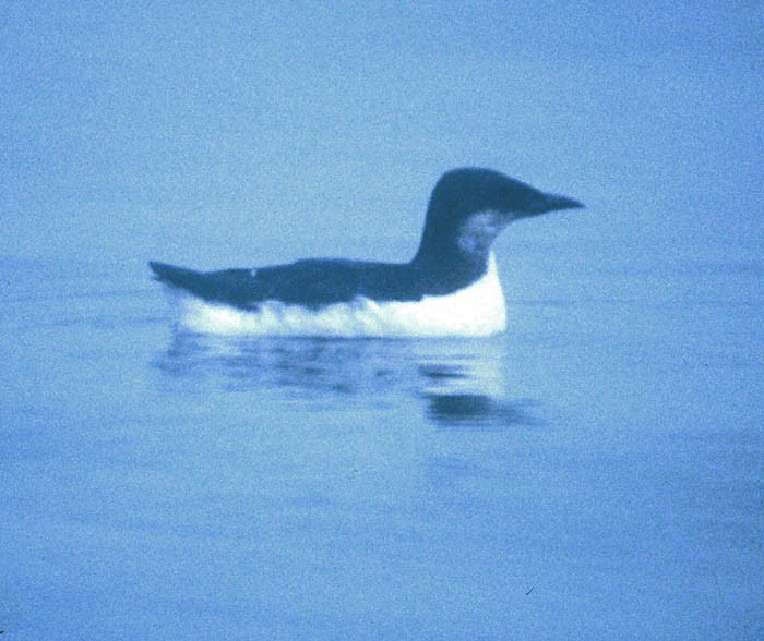 Thick-billed Murre - Don Roberson