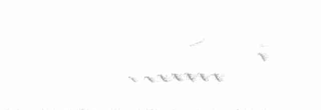 Медовка жовтокрила - ML335218731