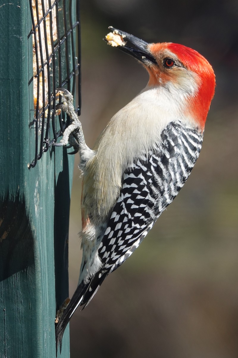 Red-bellied Woodpecker - Serge Perreault