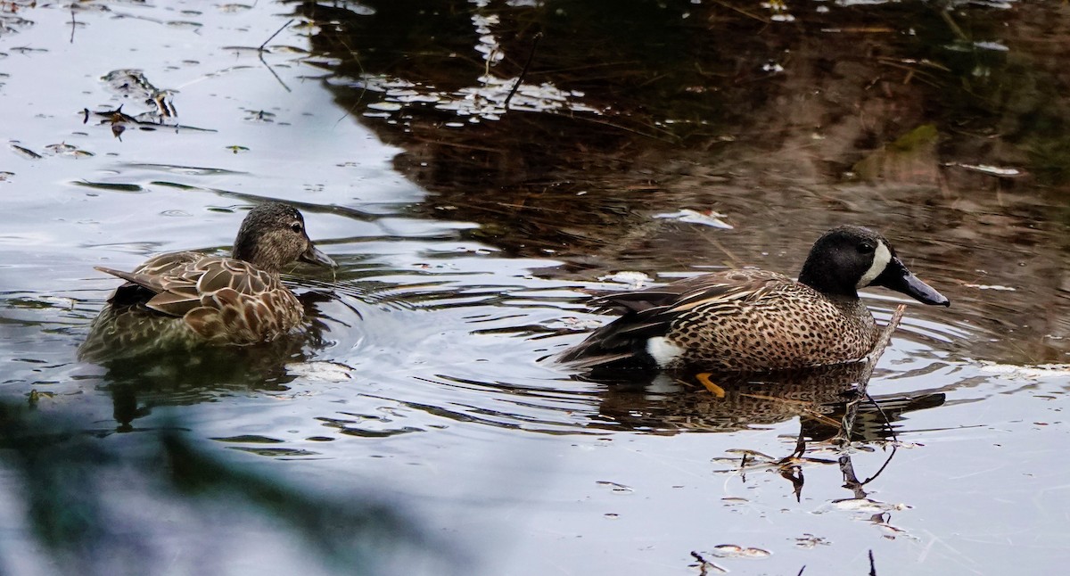 Blue-winged Teal - ML335227981